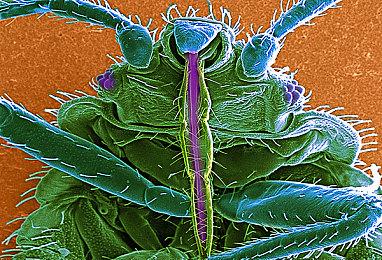 《九龙妖魔学园纪》11月10日Steam发售 支持中文